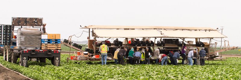 20150820_111212 D4S.jpg - Lettuce Farming